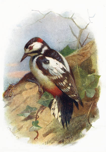 Great Spotted Woodpecker 19th century bird illustration Great spotted woodpecker medium woodpecker with pied black and white plumage and a red patch on the lower belly. Some have red markings on the neck or head. This species is found across the Palearctic including parts of North Africa. dendrocopos major stock illustrations