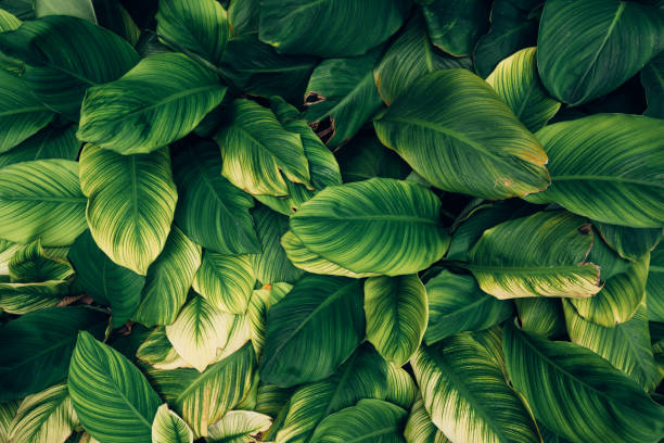 istock closeup nature view of green leaf background. 1442031893
