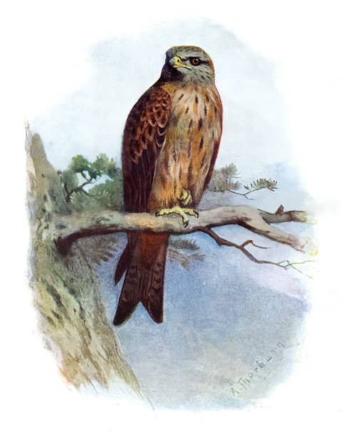 Kite Bird 19th century colour illustration Kite are birds of prey in the family Accipitridae, particularly in subfamilies Milvinae, Elaninae, and Perninae. Some known as hovering kite or soaring kite. falco tinnunculus stock illustrations