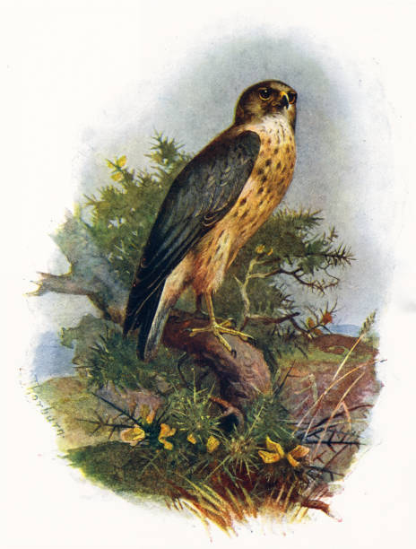 Merlin Bird 19th century colour illustration Merlin a small species of falcon from the Northern Hemisphere, with numerous subspecies throughout North America and Eurasia falco columbarius stock illustrations