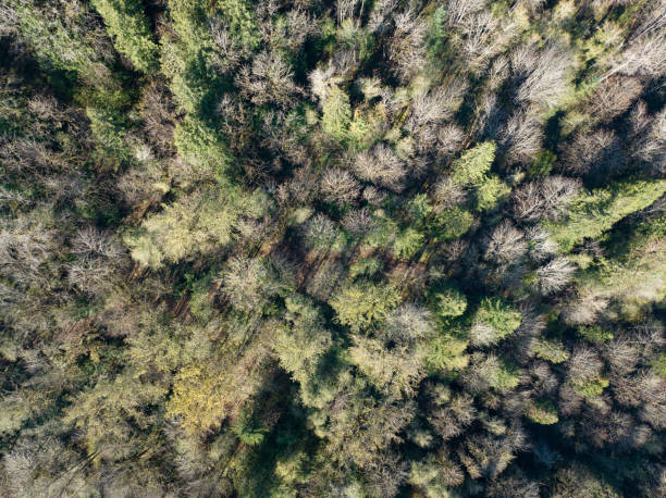 istock Aerial View of Oregon Forest 1442032787