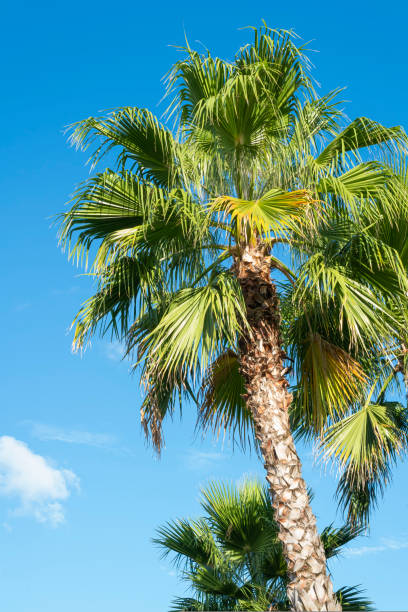 istock palm trees against a blue sky with clouds 1442033058