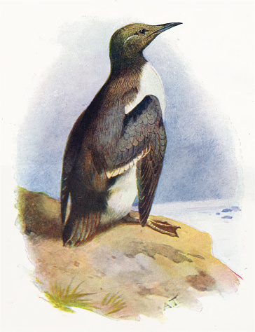 Guillemot is a seabird. Found in North America and Europe