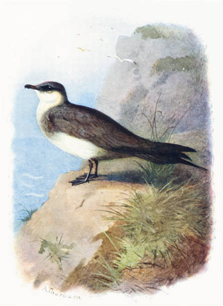 ричардсонс скуа птица 19-го века иллюстрация - richardsons skua stock illustrations