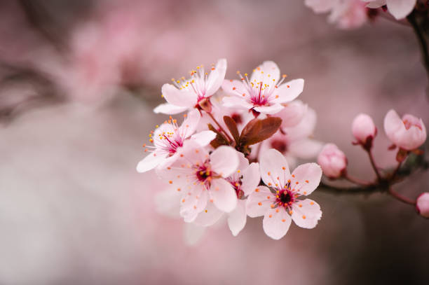 весенние розовые цветы - flower single flower defocused growth стоковые фото и изоб�ражения