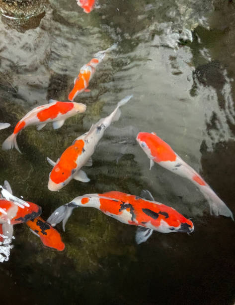 istock Colorful ornamental Koi fish float in the artificial pond, view from above 1442034296