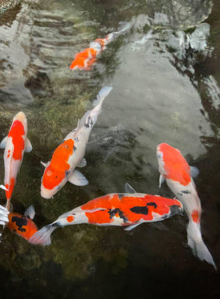 istock Colorful ornamental Koi fish float in the artificial pond, view from above 1442034305