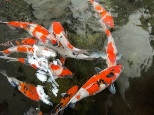 istock Colorful ornamental Koi fish float in the artificial pond, view from above 1442034306