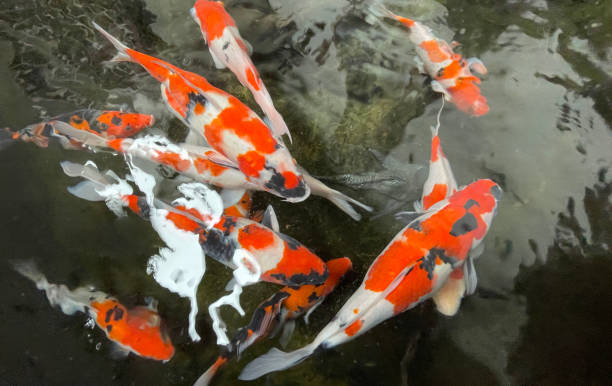 istock Colorful ornamental Koi fish float in the artificial pond, view from above 1442034308