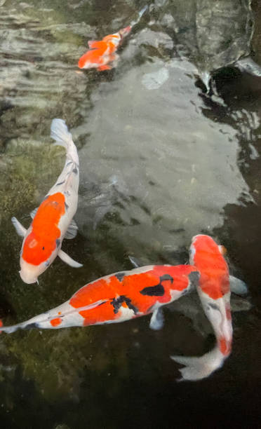 istock Colorful ornamental Koi fish float in the artificial pond, view from above 1442034313