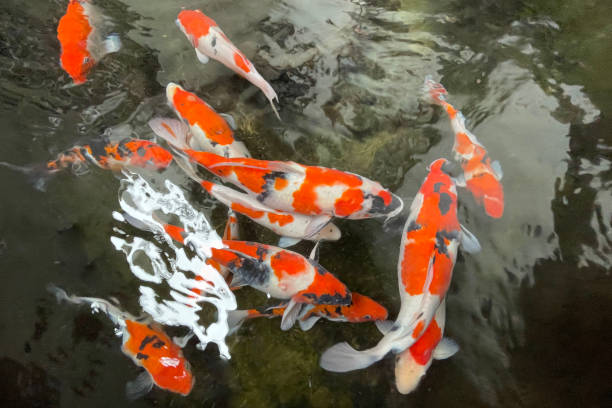 istock Colorful ornamental Koi fish float in the artificial pond, view from above 1442034315