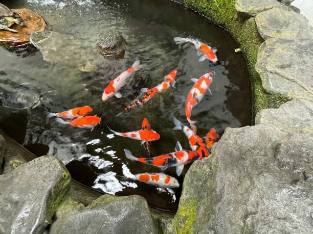 istock Colorful ornamental Koi fish float in the artificial pond, view from above 1442034335