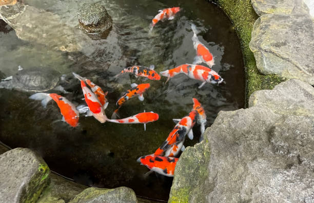 istock Colorful ornamental Koi fish float in the artificial pond, view from above 1442034337
