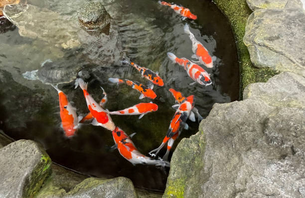 istock Colorful ornamental Koi fish float in the artificial pond, view from above 1442034377