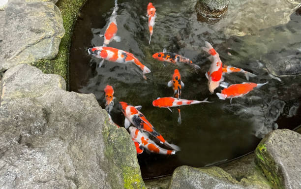istock Colorful ornamental Koi fish float in the artificial pond, view from above 1442034397