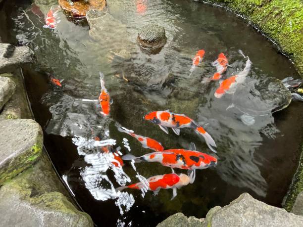 istock Colorful ornamental Koi fish float in the artificial pond, view from above 1442034398