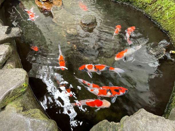 istock Colorful ornamental Koi fish float in the artificial pond, view from above 1442034403