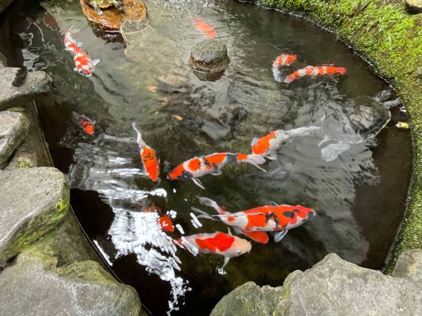istock Colorful ornamental Koi fish float in the artificial pond, view from above 1442034436
