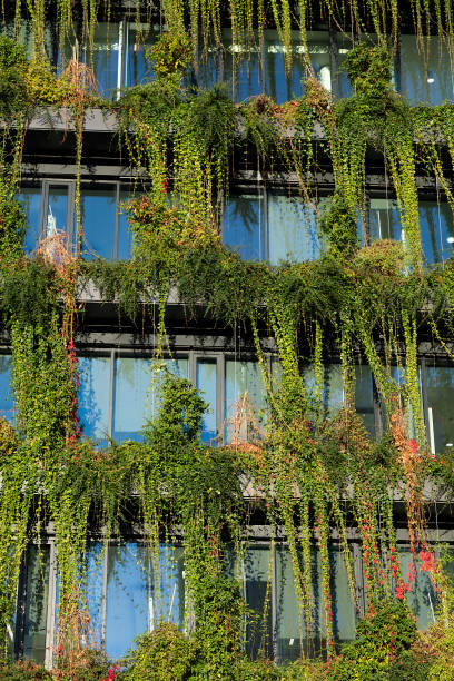 istock Green Facade with Climbing Plants in Urban Environments 1442035314