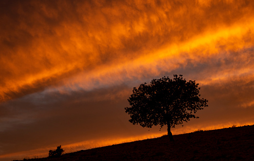 In the embrace of solitude,a silhouette tree trunk stands proudly on a serene field,its form etched against the dramatic orange sky during the enchanting hues of sunset