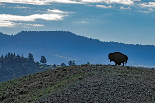 Bison (buffalo) standing on hilltop in northwestern Wyoming, Yellowstone National Park USA.