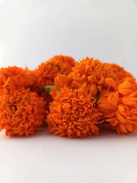 istock marigold flower isolated on white background,close up 1442035446
