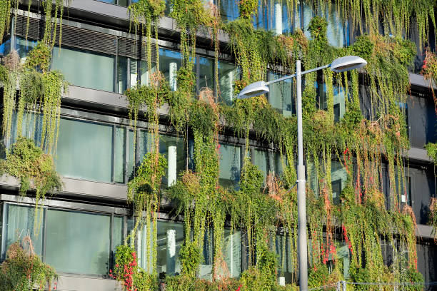 istock Green Facade with Climbing Plants in Urban Environments 1442035584