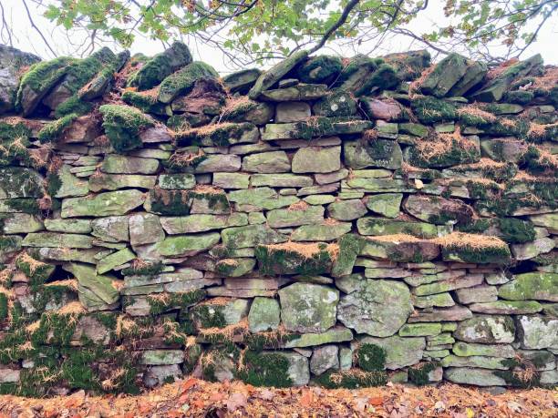 istock Old dry stone wall covered in moss and lichen 1442035599