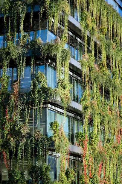 istock Green Facade with Climbing Plants in Urban Environments 1442036430