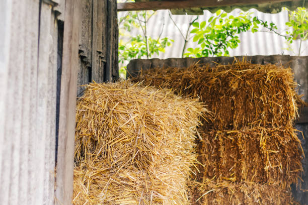 defocus hay and straw. hay texture. hay bales are stacked in lar - dağ lar stok fotoğraflar ve resimler
