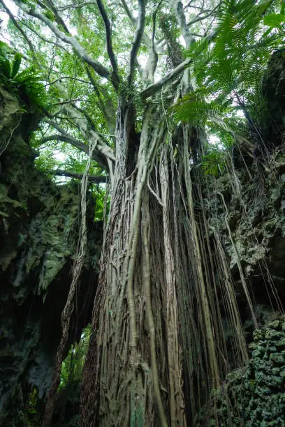 Okinawa tropical rain forest Banyan tree