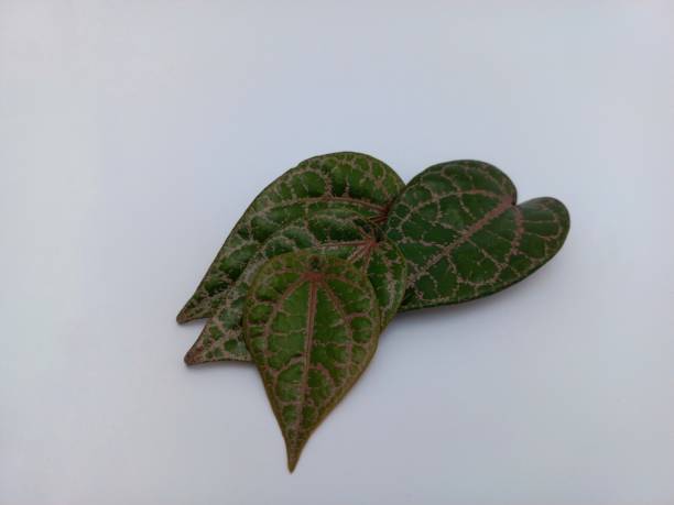 istock Piper Ornatum leaf, red betel, isolated and it includes medicinal herbs, useful traditional medicine on white background, close up 1442038456