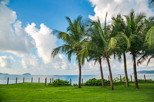 Park by the bay with royal palm trees, green lawn, and big blue sky.
