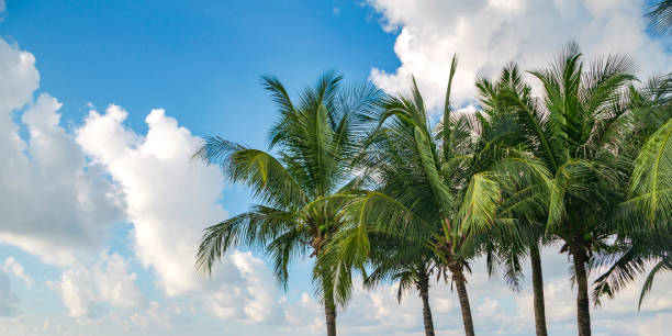 coco Palm trees stock photo