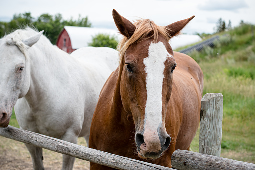 Two horses are standing by the fence at the canadian farm