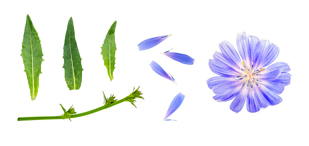 Chicory. Collection of flower and chicory leaves. Isolated floral elements.