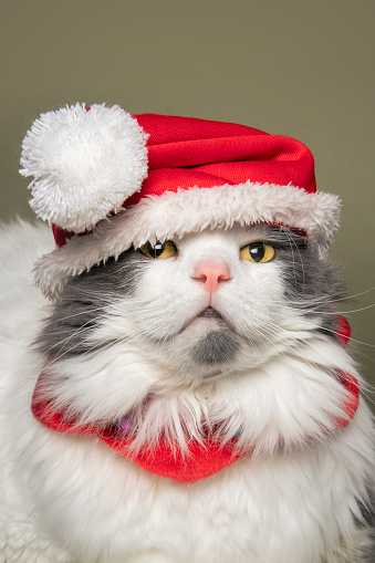 A humorous image of a cute cat in a large Santa hat peeking out.