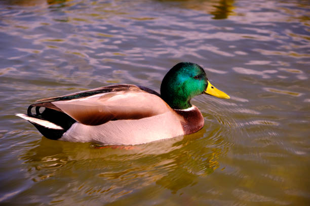 istock A wild duck in its pond 1442047719