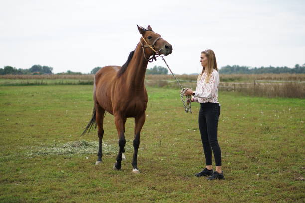 istock Horses are beautiful and dear animals 1442047831