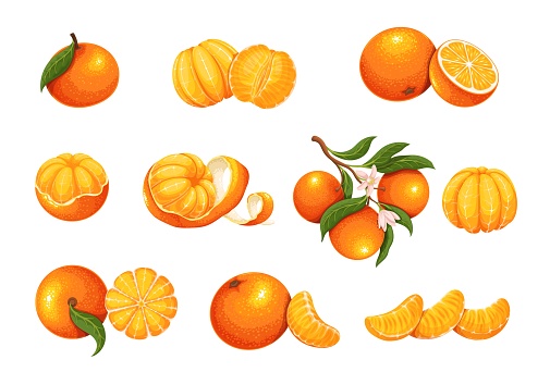 Mandarin set vector illustration. Cartoon isolated whole sweet citrus fruit, orange twist peel, tropical clementine with blossom and leaves on tree branch, fresh mandarin in slices and cut in half