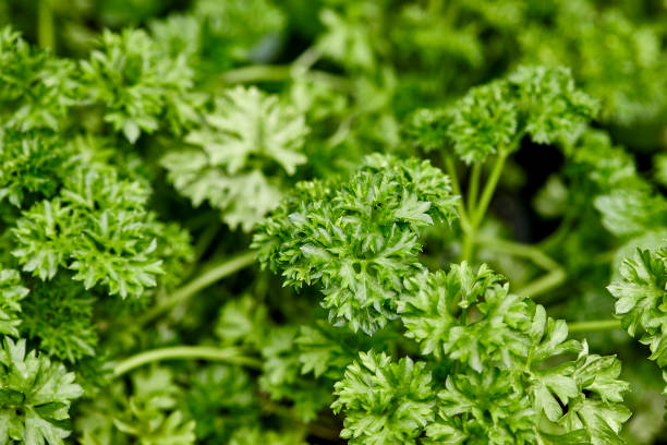 istock Curled Parsley growing outdoors in a Garden 1442060606