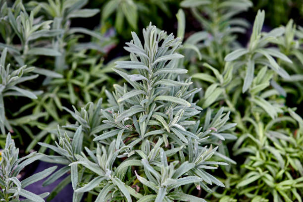 lavanda che cresce all'aperto in un giardino di erbe - lavender mint tea foto e immagini stock