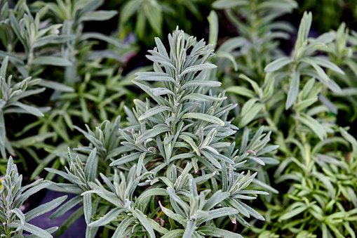 Fresh organic Lavender growing outdoors in an herb garden with shallow depth of field