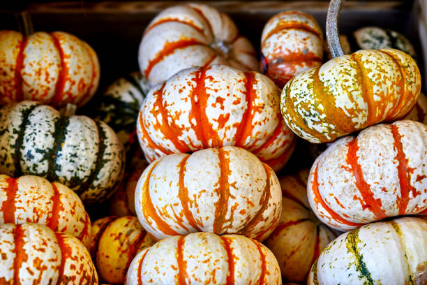 istock Farm Fresh Organic Pumpkins stacked together 1442061416