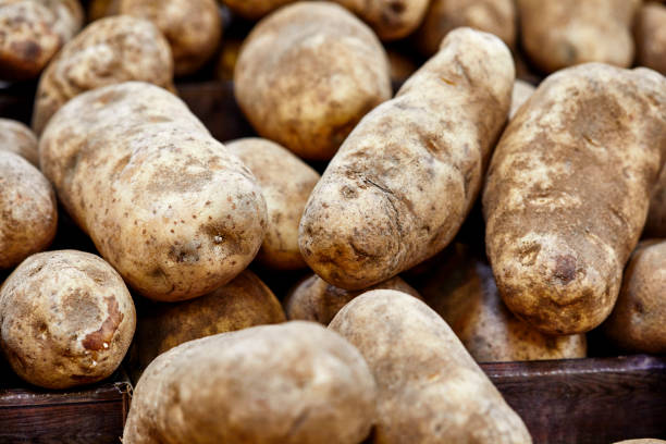 istock Fresh Organic Potatoes stacked together in a basket 1442061587