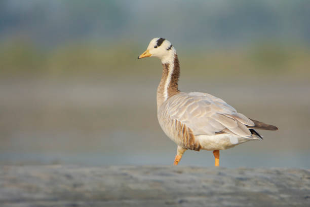 Bar-headed Goose on the ground Bar-headed Goose on the ground bar headed goose anser indicus stock pictures, royalty-free photos & images