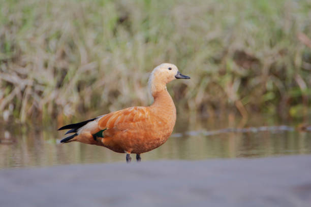 istock Ruddy Shelduck on the ground 1442062585