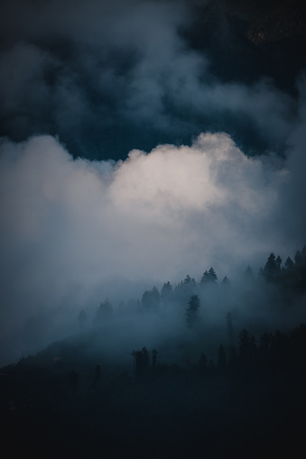 Moody shot of monsoon fog over pine trees. Clicked in the monsoon season in Kullu valley.