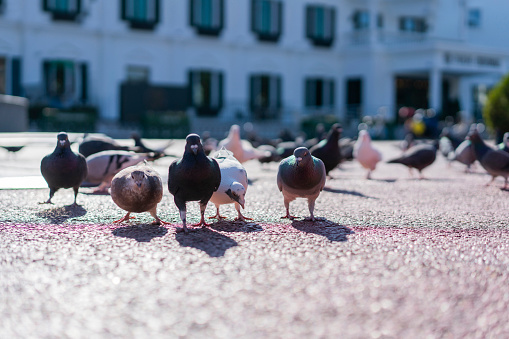 Doves in the square