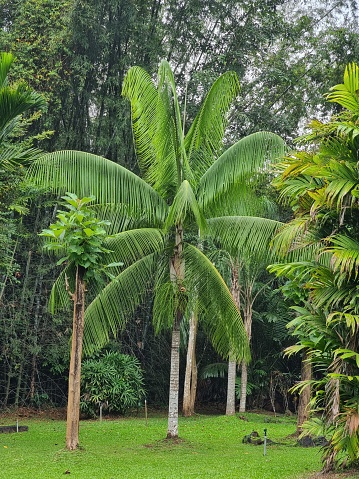 Euterpe edulis, commonly known as juçara, jussara, açaí-do-sul or palmiteiro, is a palm species in the genus Euterpe. It is now predominantly used for hearts of palm. It is closely related to the açaí palm, the açaí palm has differences though, a species cultivated for its fruit and superior hearts of palm.